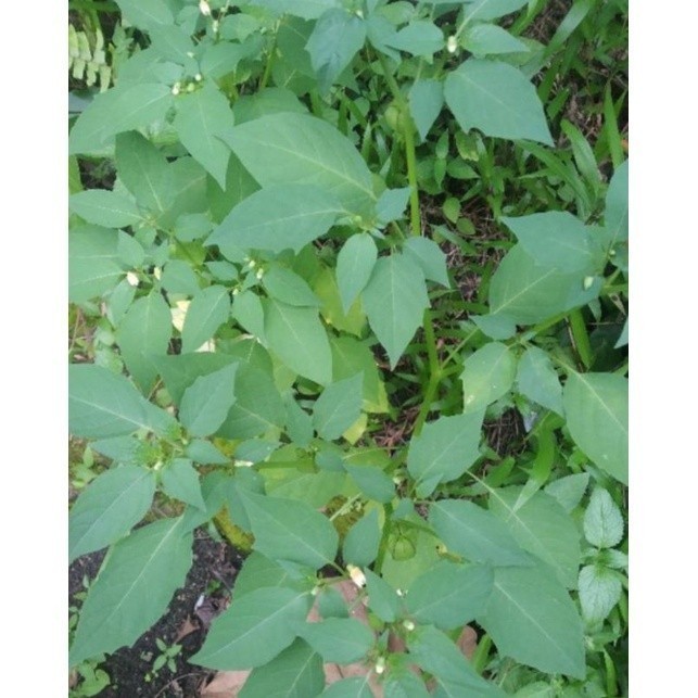 

Promo COD daun CIMPLUKAN segar/ pohon cimplukan fres 500gram (R_family)