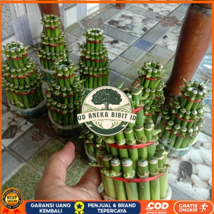 TANAMAN HIAS BAMBU HOKI/BAMBU REJEKI/ BAMBU HOKI MINI REALPICT Bibit Tanaman Super Unggul UD ANEKA B