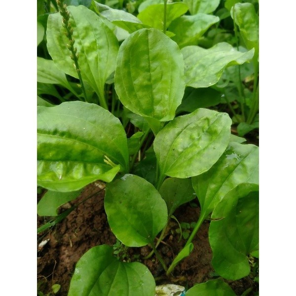 

Daun Ki Urat Daun Sendok Herbal Segar 250gram