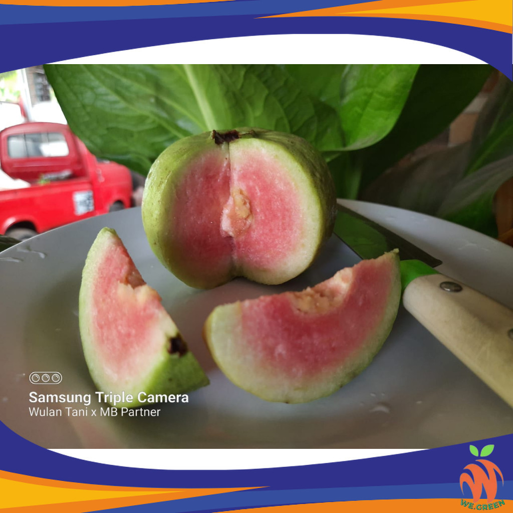 Bibit Jambu Kristal Merah Non Biji  (Red Diamond)