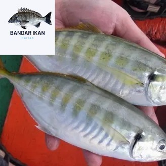 

Ikan Kembung Como Segar Fresh Dan Berkualitas