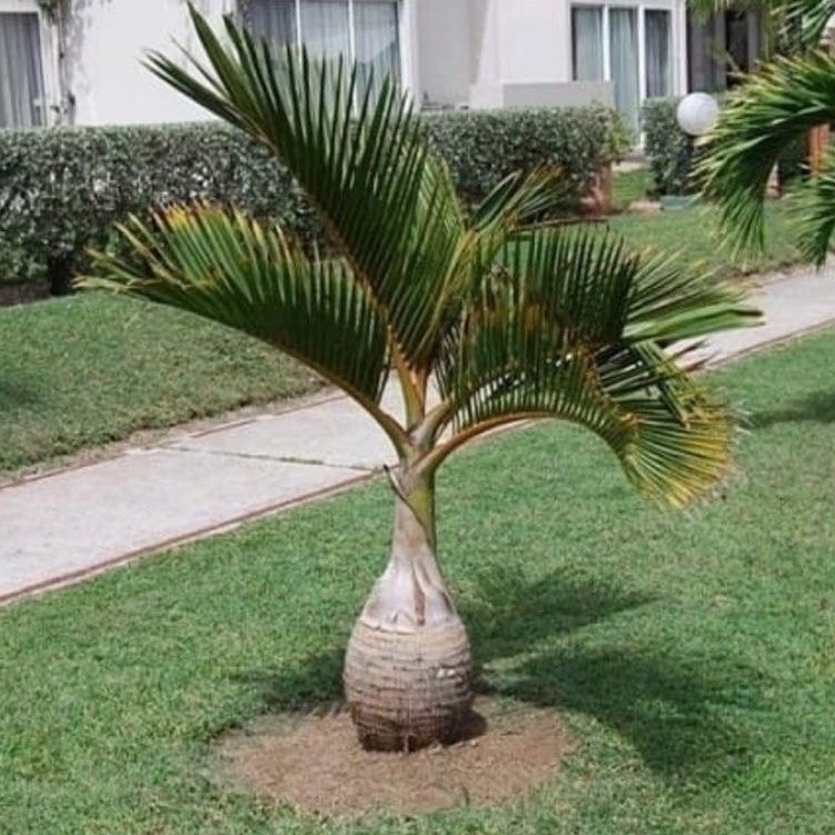 -> ( BISA COD ) PROMO Tanaman Hias Palem Botol 1'Meter / Tanaman Hidup Pohon Palm Botle / Tanaman Pa