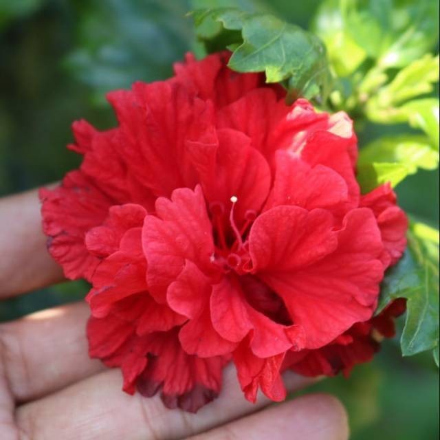 Pohon Kembang Sepatu Merah Tumpuk