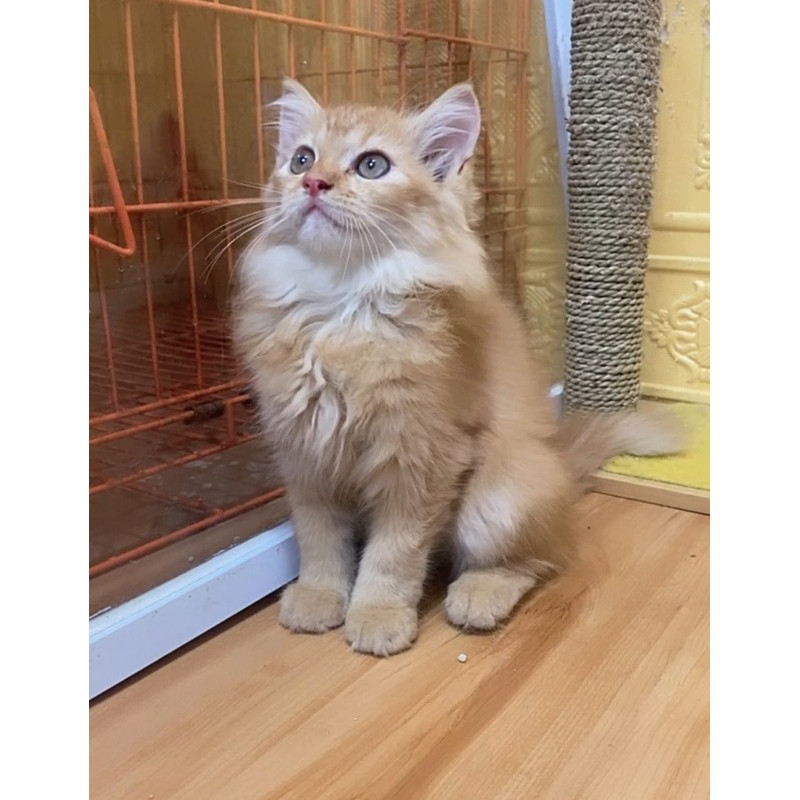 kucing persian jantan kitten