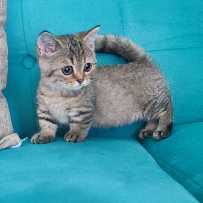 kucing british shorthair / kucing BSH munchkin / kucing munchkin 37