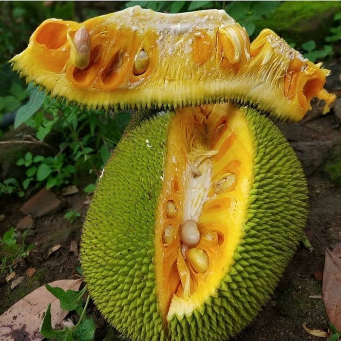 bibit nangka madu cepat berbuah