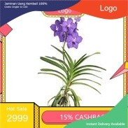 ANGGREK VANDA SIAP BERBUNGA DEWASA ungu