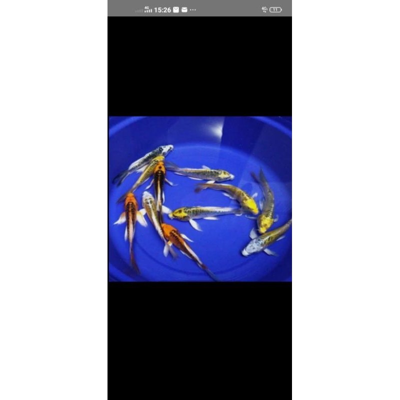 promo koi kumpay metalik slayer