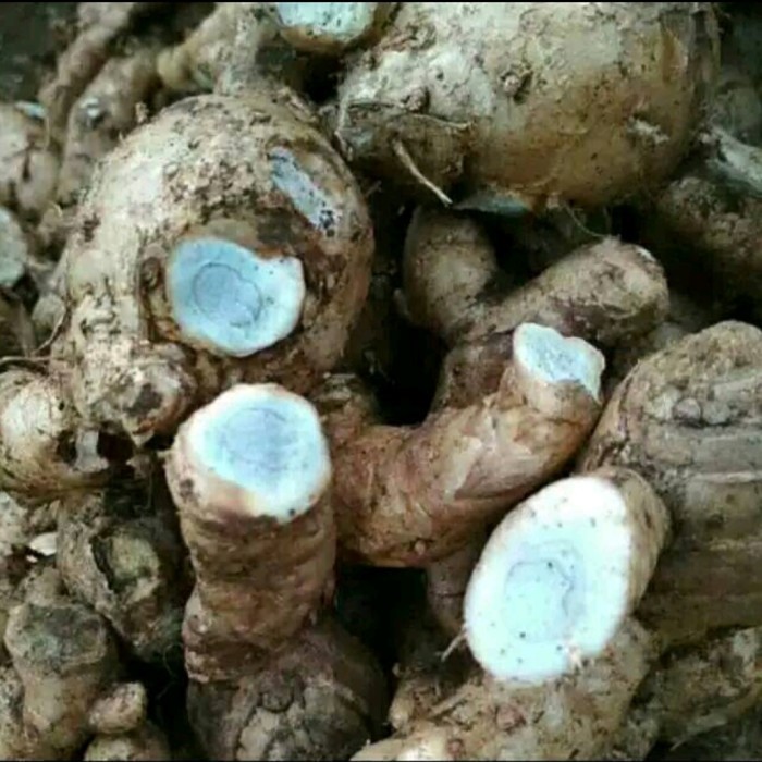 

TEMU HITAM / TEMU IRENG