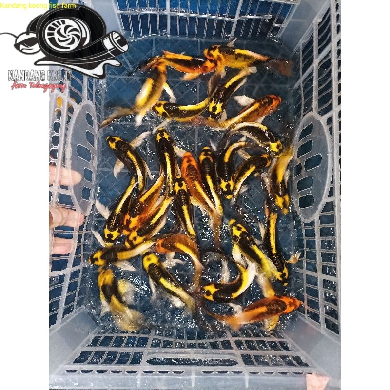 Aksesoris akuarium (Bandung) ikan koi kabuto/kiko slayer size 13-15cm grade A Pemanis kolam taman