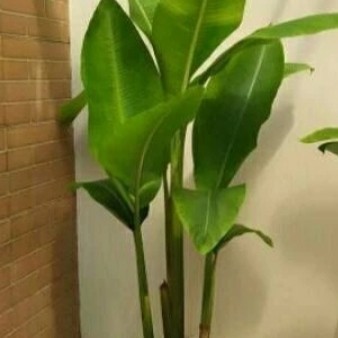 tanaman hias pisang pisangan karibay .