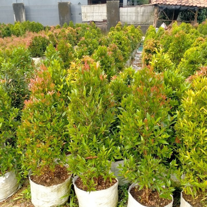 pohon pucuk merah tinggi 1 meter