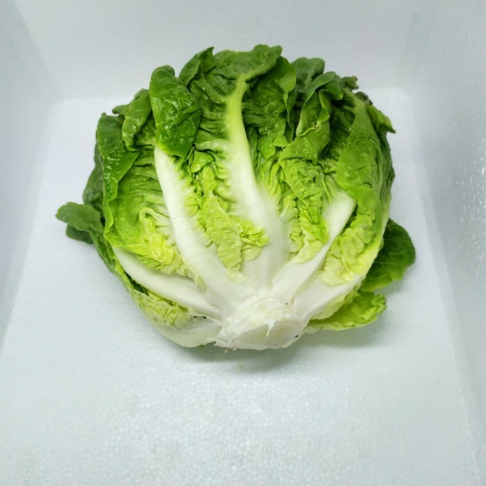 

lettuce romaine 1 kg