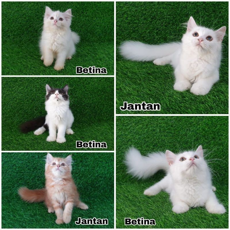 anakan kucing Persia longhair bulu kapas