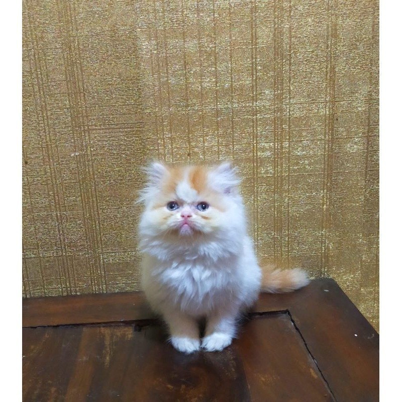 kucing Persia flatnose munckin lucu longhair