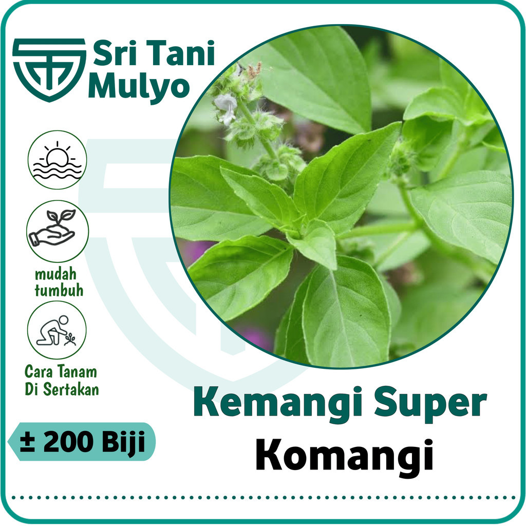 200 Biji - Benih KEMANGI Lalap Super Berkwalitas - Bibit Sayuran - Benih Sayuran Basil Lemon Bibit K