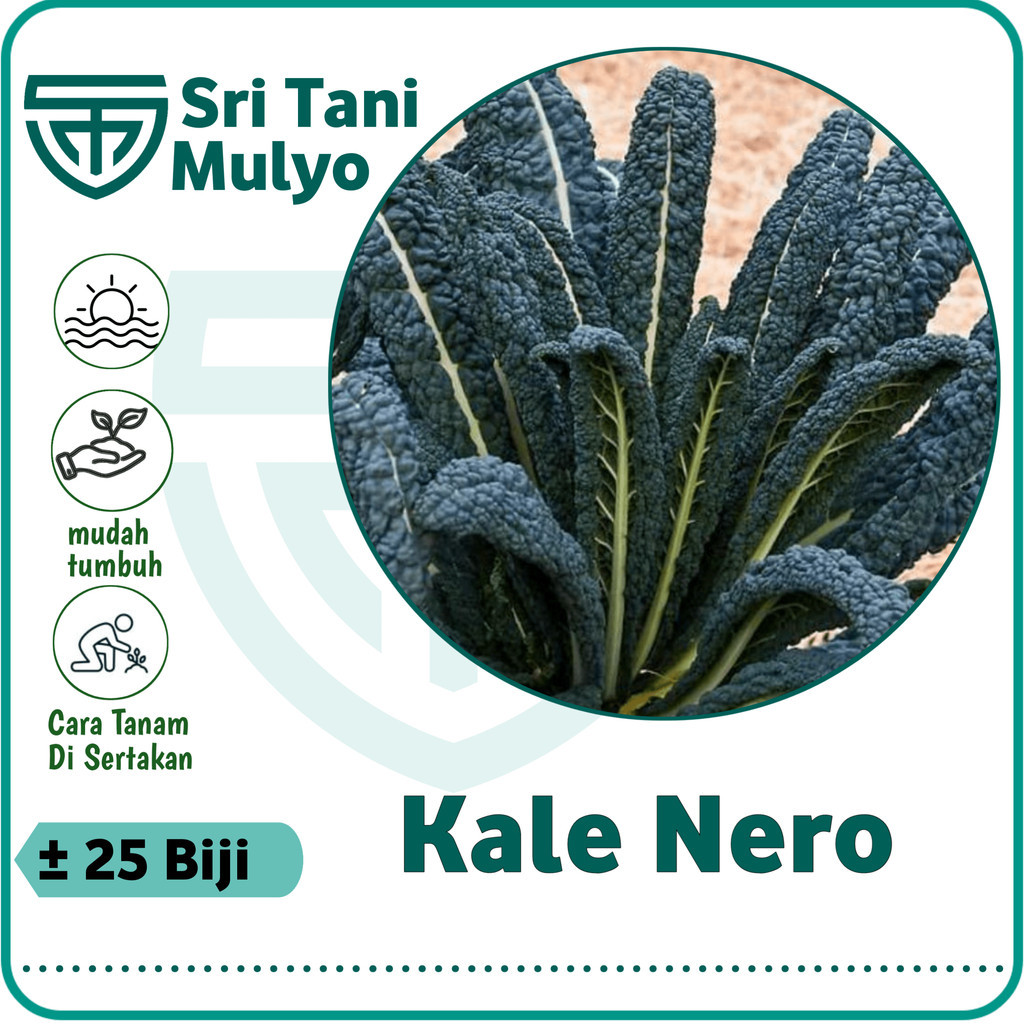 25 Biji - Benih Kale Nero CAVOLO LACINIATO - Bibit Tanaman Sayur Sayuran Daun Kale Kale Super