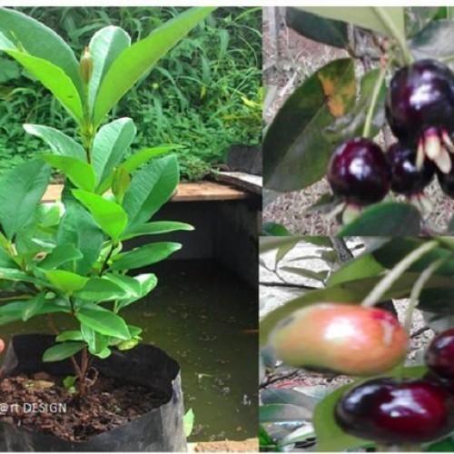 Bibit Buah Cherry Brazil Black Pitomba - Cherry Grumichama Premium