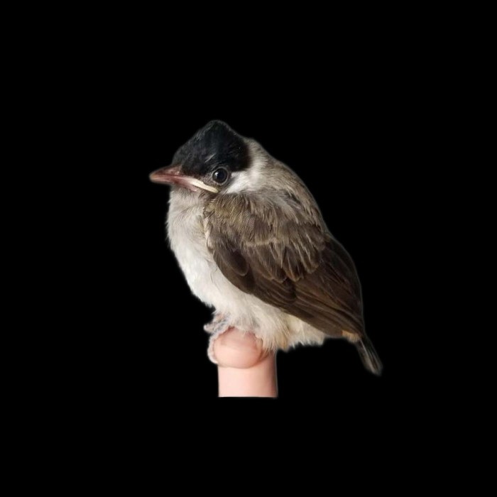 Burung | Anakan Burung Kutilang Lolohan Mandiri