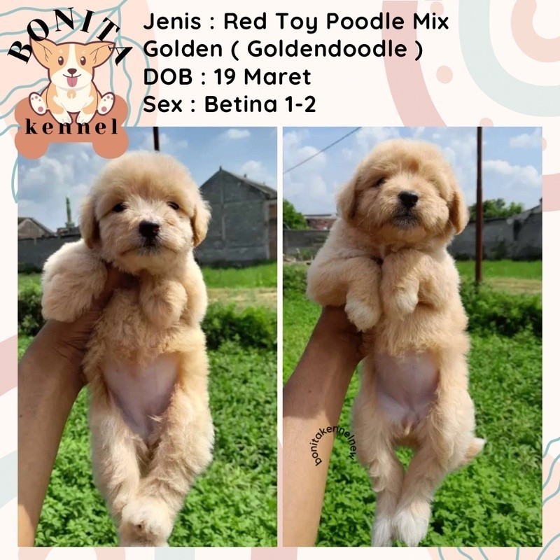 Golden Retriever Mix Red Toy Poodle Anakan Anjing Golden Poodle Goldendoodle