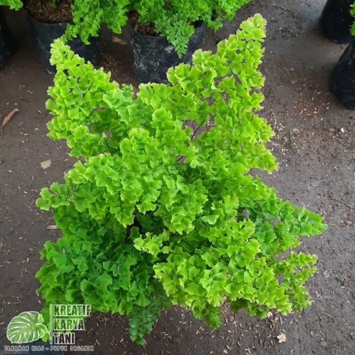 Tanaman hias suplir kriwil - Suplir kribo - Tanaman suplir