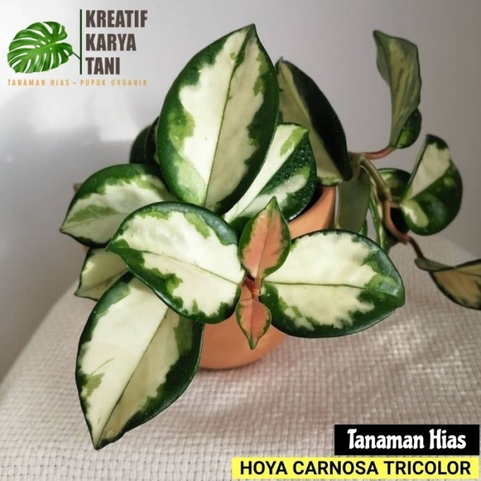 Hoya tricolor - Hoya carnosa tricolor