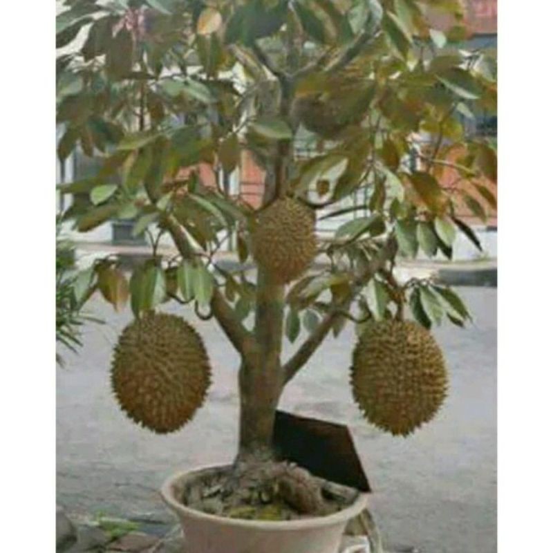 Bibit Tanaman Buah Durian Musangking-Bibit Durian-Bibit Tabulampot