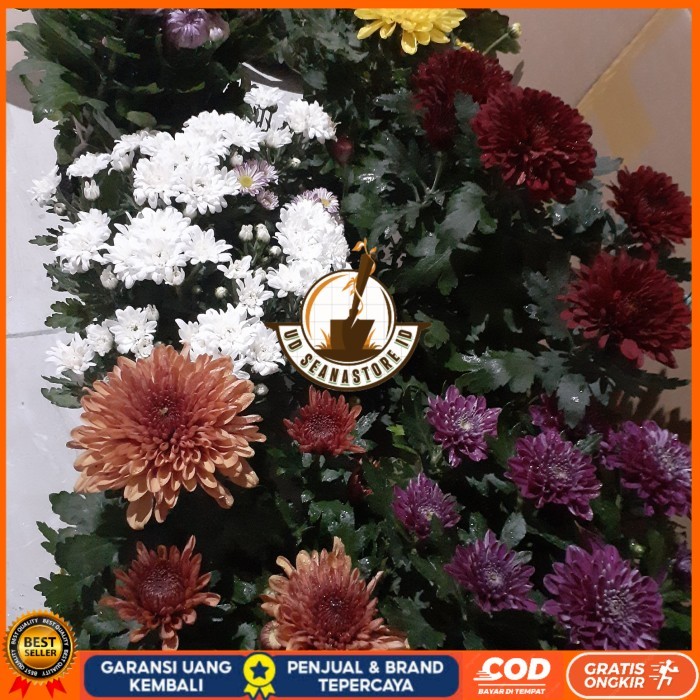 BIBIT BUNGA KRISAN SUDAH BERBUNGA Bibit Tanaman Super Unggul UD SEANASTORE ID