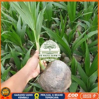 Bibit Kelapa Hibrida Hijau Jumbo Asli Bibit Tanaman Super Unggul UD NAFII FARM ID