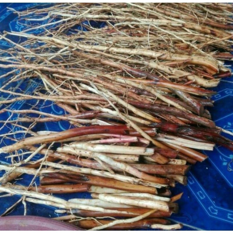 

1 kg Akar pinang muda/akar jambe segar organik