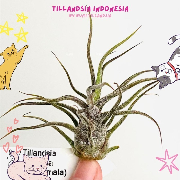 Tillandsia pruinosa 'Guatemala' - Air Plants