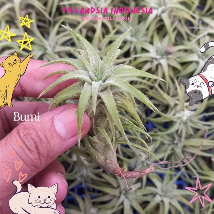 Tillandsia ionantha var. vanhyningii - Air Plants