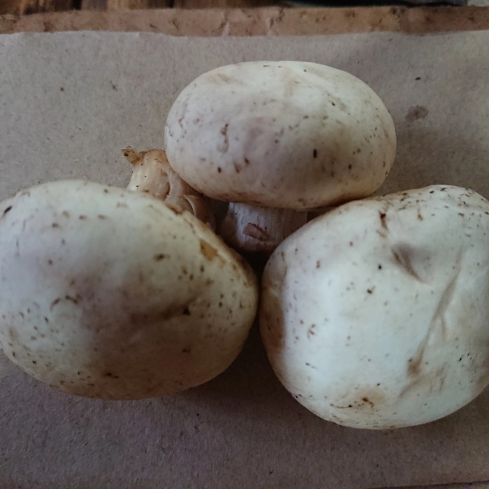 

Jamur Champignon 1 Kg - 1 Kg