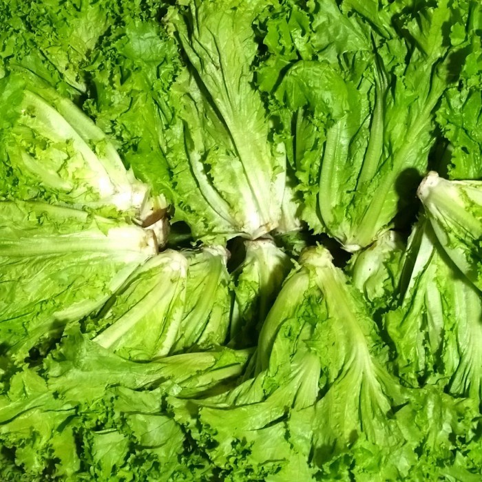 

selada kriting hijau 1 kg