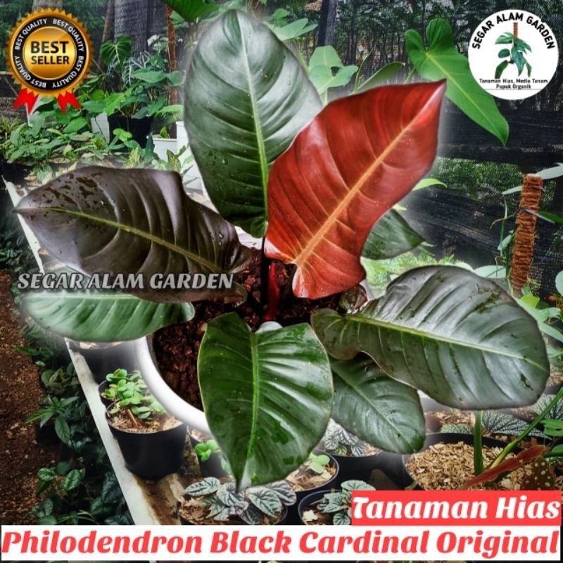 PROMO ASLI PHILODENDRON BLACK CARDINAL ORIGINAL BUKAN KALENG-KALENG