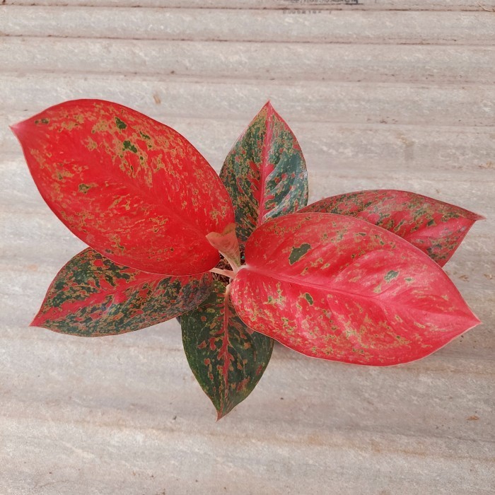 -> Aglonema Super Red Stardust