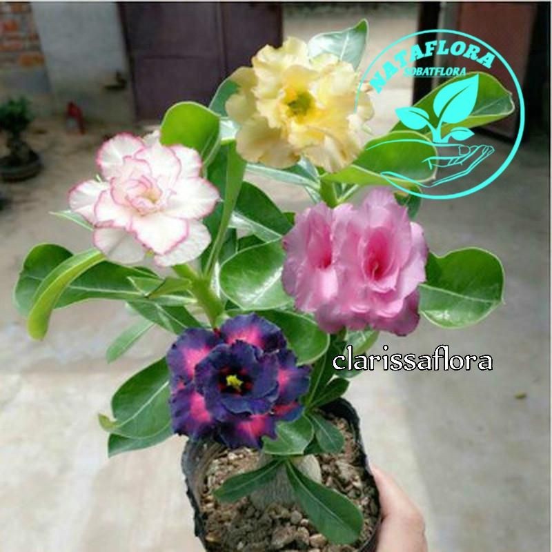 TERLARIS!!ADENIUM KAMBOJA JEPANG BUNGA TUMPUK//4 WARNA