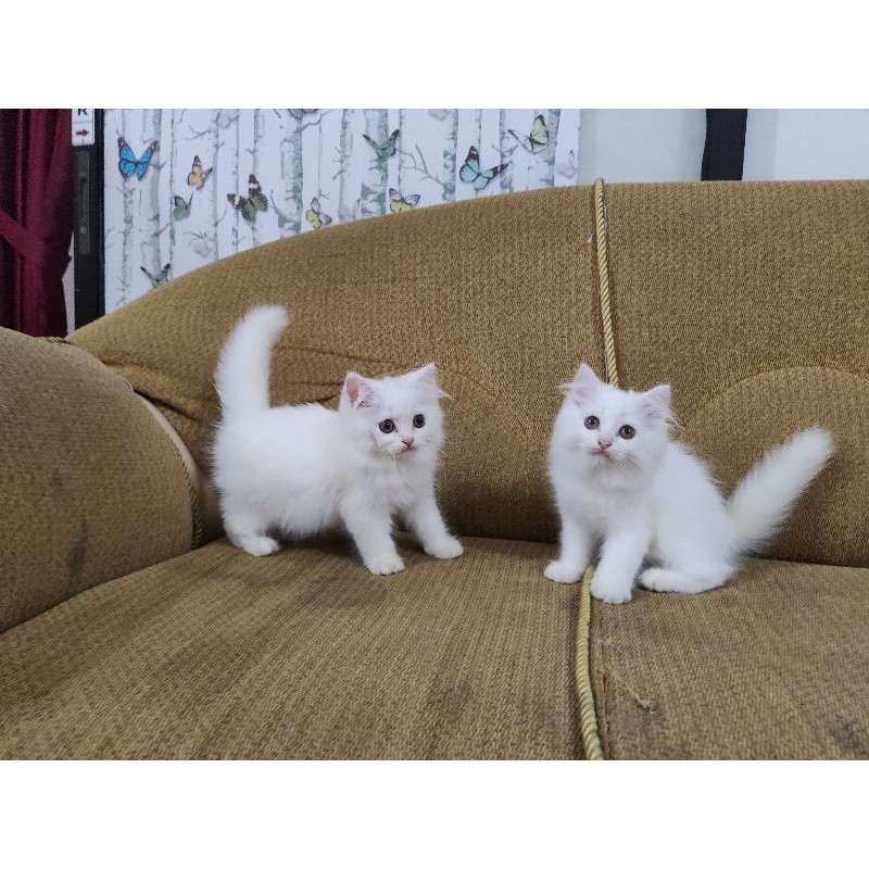 Promo diskon 65% kucing persia jantan white