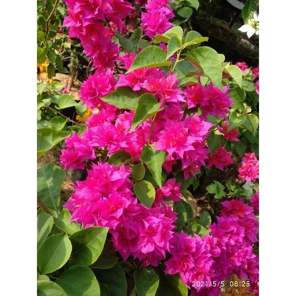 Stek Batang Bougenville Hawai Merah  (Perbatang)