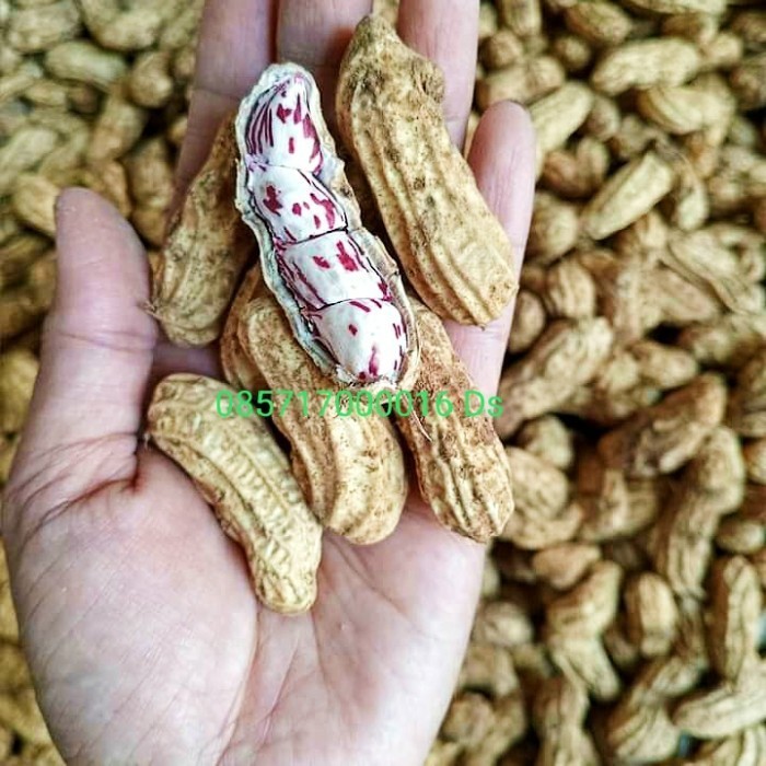 

kacang tanah mentah kulit 1 kg