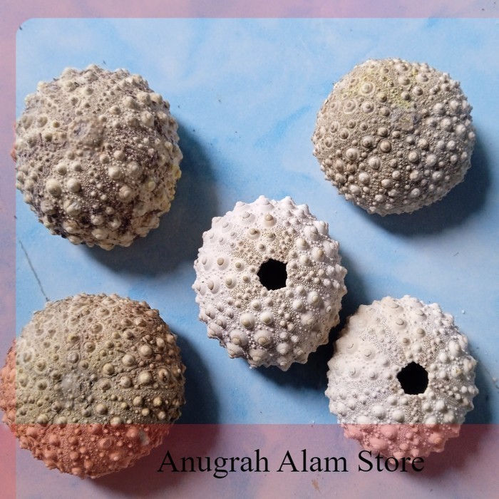 terlaris Cangkang kerang Manggisan Sea Urchin Bulu Babi *Landak Laut untuk kerajinan
