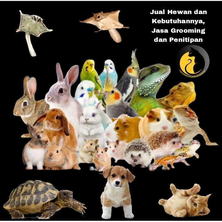Ready Stok Burung | Anakan Burung Kutilang Lolohan Mandiri
