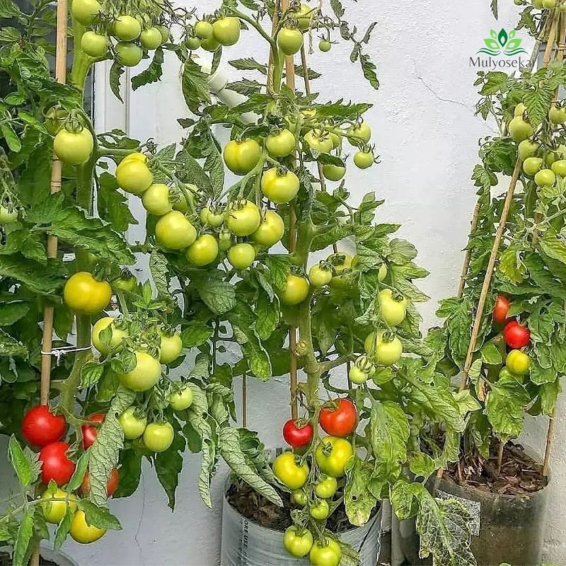 Tanaman Sayur TOMAT Buah Super F1 (Sudah Berbuah)