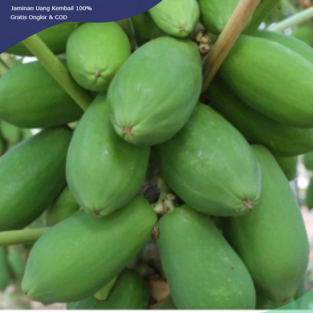 

pepaya muda .1 buah .Rp.10.000