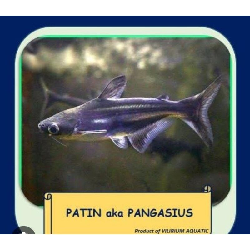 ikan patin hitam/albino size dewasa