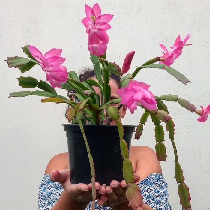Wijaya Kusuma Kepiting | Schlumbergera Truncata | Christmas Cactus - Bunga Ungu