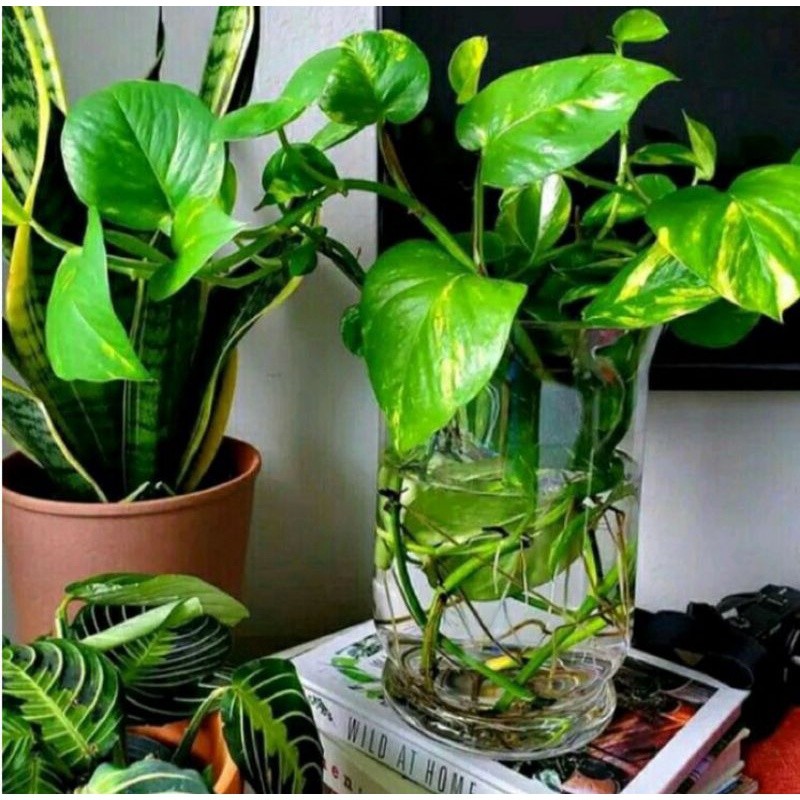 Sirih Gading Tanaman Sirih Gading