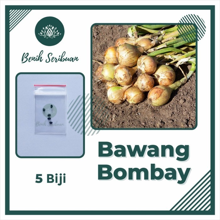 5 Bibit Bawang Bombay Benih Sayuran Bawang Utah Yellow Sweet Import - BAWANG BOMBAY
