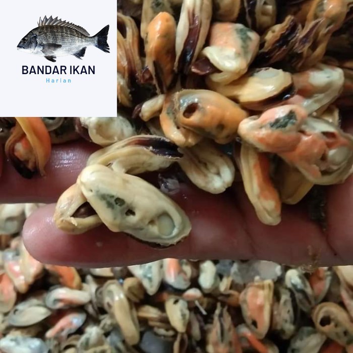 

Kerang Hijau Kupas Segar Fresh Dan Berkualitas