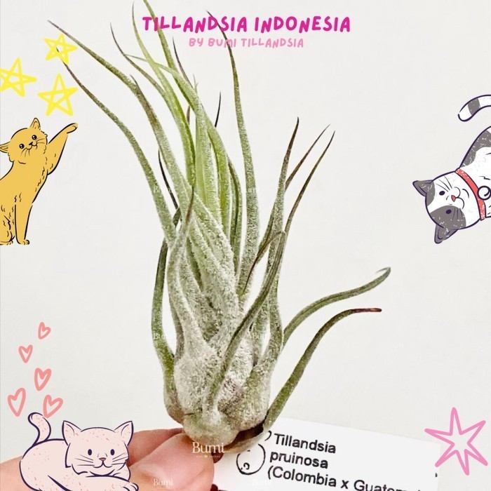 Tillandsia pruinosa 'Colombia x Guatemala'  - Air Plants